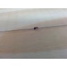 Diode 1N4148 Diode 1N4148